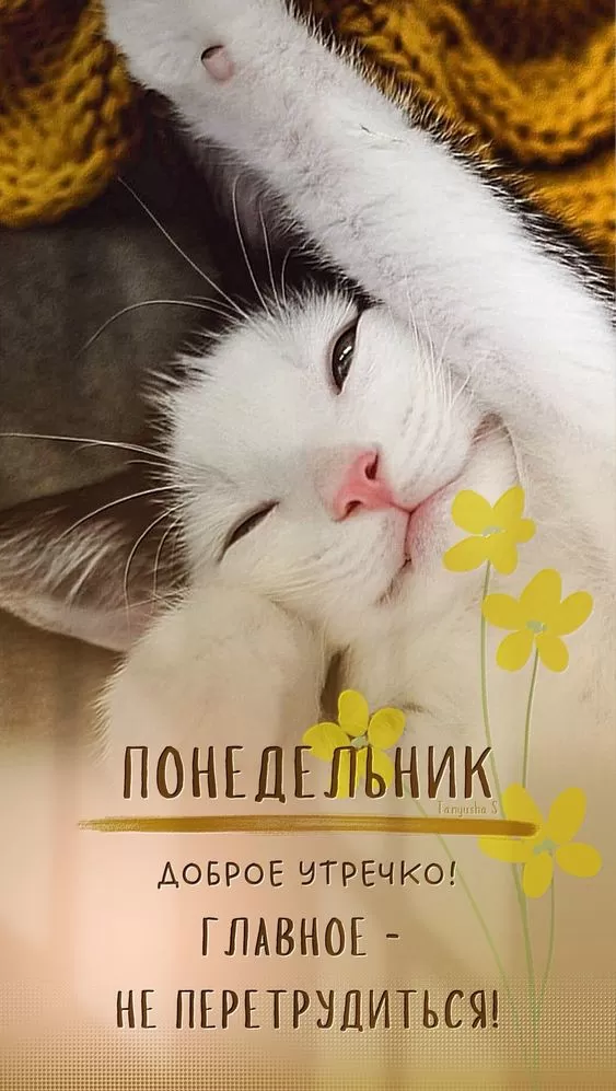 Картинки утро понедельника котик с цветочками